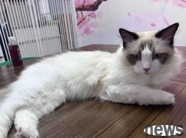 How to keep a cat so you can obey