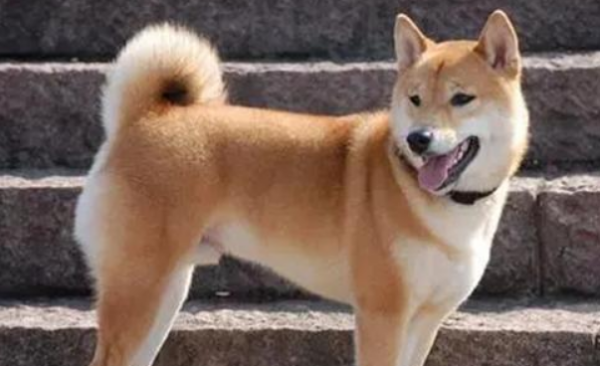 A affordable dog breed, it is very worry-free to raise