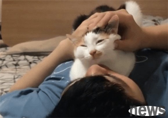 Cats miss their owners and have these 7 behaviors