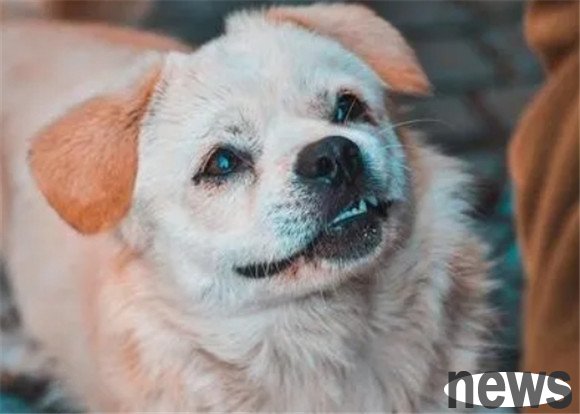 Why do dogs always like to stare at their owners? 5 reasons behind it