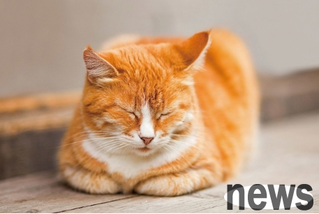 Take a look at the common characteristics of the 