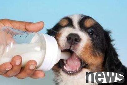 Is dog goat milk powder suitable for dogs? Do you know the four benefits of dog goat milk powder?