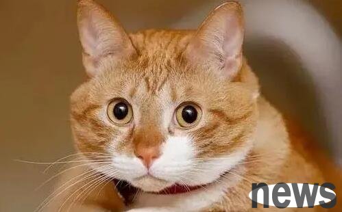 You must be responsible when raising a cat, and never ignore the cat s old age!