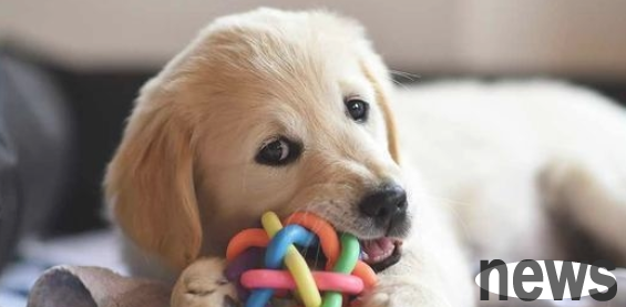 The dog is disgusted with the posture that the owner will appear. Go in and take a look and have you exploded?