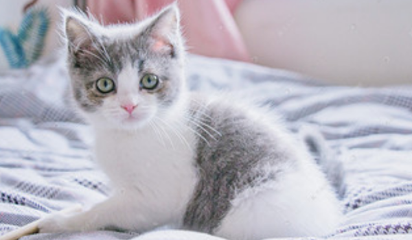 Friends who have cats at home, come and see! Learn how to prevent and treat toxoplasmosis in cats!