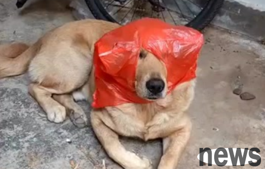 Can dogs pull out when eating plastic bags? A post tells you