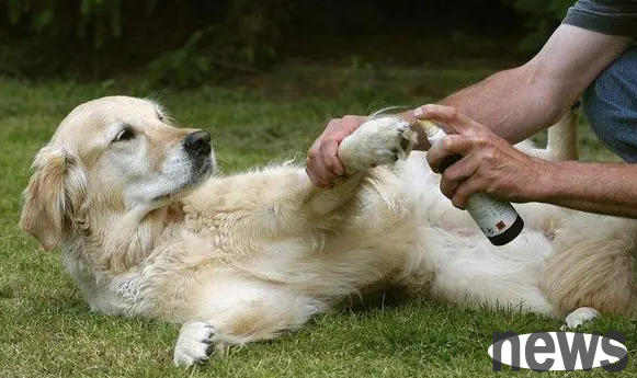 Can I use salt water to wipe the itchy dog? Come and find out