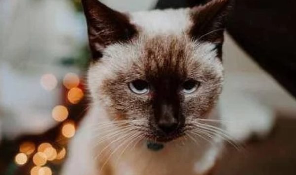 The stray cat was wearing a collar and was suspected to be abandoned by his owner. He opened the collar and saw a letter.